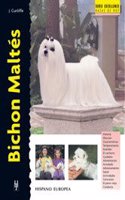 Bichon MaltTs / Maltese