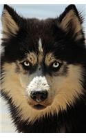Husky