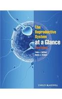 Reproductive System at a Glance