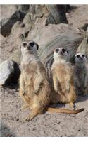 Meerkat Family Journal: 150 page lined notebook/diary