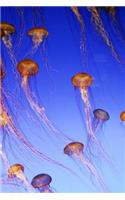 Jellyfish (Journal / Notebook)