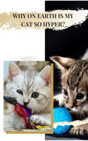 WHY ОN EARTH іs MУ CAT SO HYPER