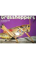 Grasshoppers [Scholastic]