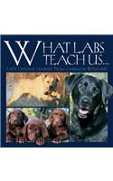 What Labs Teach Us