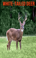 White-Tailed Deer