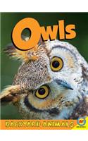 Owls