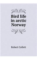 Bird life in arctic Norway