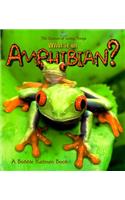 What Is an Amphibian?