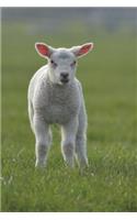 Little Baby Lamb Wants to Know If You've Seen Mary Journal