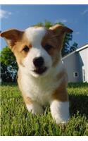 Such a Face! Totally Adorable Corgi Puppy Dog Pet Jounal: 150 Page Lined Notebook/Diary