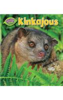 Kinkajous