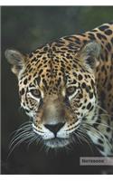 Jaguar Notebook