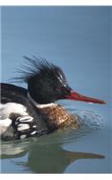 Red-Breasted Merganser Journal (Mergus Serrator): 150 Page Lined Notebook/Diary