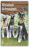 Schnauzer Miniature 2023 Wall Calendar