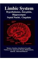 Limbic System