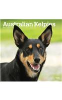 Australian Kelpies 2021 Square Btau