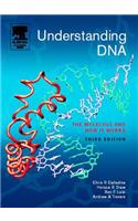 Understanding DNA