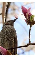 Bird on a Magnolia Tree Spring Journal: 150 Page Lined Notebook/Diary