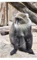 The Grivet Monkey Journal