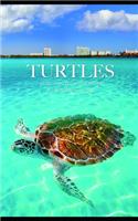 Turtles Note Monthly 2020 Planner 12 Month Calendar