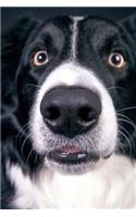 Surprised Border Collie Journal: Take Notes, Write Down Memories in this 150 Page Lined Journa