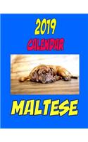 2019 Calendar Maltese: Dog weekly calendar, personal contacts list, password log, notes and to do list.