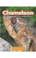 Chameleon: Fun Facts and Amazing Photos of Animals in Nature