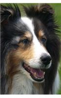 Cute Sheltie Dog Journal: 150 Page Lined Notebook/Diary