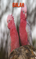 Galah: Fun Facts & Cool Pictures