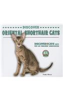 Discover Oriental Shorthair Cats