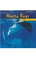 Manta Rays