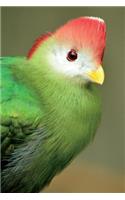 Red Crested Turaco Journal: 150 page lined notebook/diary