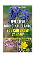 Effective Medicinal Plants You Can Grow At Home