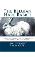 Belgian Hare Rabbit