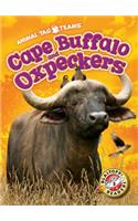 Cape Buffalo and Oxpeckers