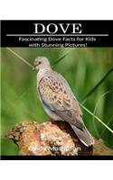 Dove: Fascinating Dove Facts for Kids with Stunning Pictures!