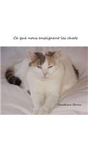 Ce que nous enseignent les chats