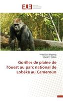 Gorilles de Plaine de l'Ouest Au Parc National de Lobéké Au Cameroun