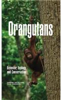 Orangutans