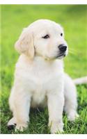 Golden Retriever March Notebook & Journal. Productivity Work Planner & Idea Notepad: Brainstorm Thoughts, Self Discovery, To Do List