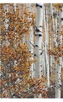 Birch Forest