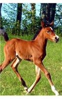 Such an Adorable Brown Colt in a Pasture Horse Journal: 150 Page Lined Notebook/Diary