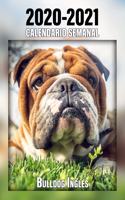 2020-2021 Calendario Semanal Bulldog Inglés