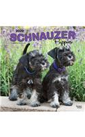 Schnauzer Puppies 2020 Square