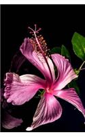 Hibiscus Flower Bloom Isolated on Black Journal: Take Notes, Write Down Memories in this 150 Page Lined Journal