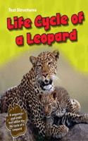 Life Cycle of a Leopard