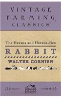 Havana and Havana-Rex Rabbit