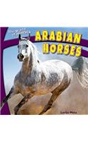 Arabian Horses