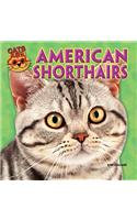 American Shorthairs