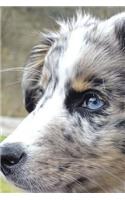 Beautiful Blue Eyed Australian Shepherd Journal: Take Notes, Write Down Memories in this 150 Page Lined Journal